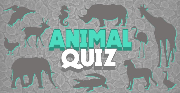 Play Animal Quiz