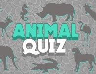 Play Animal Quiz